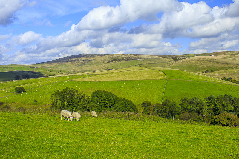 The Tors